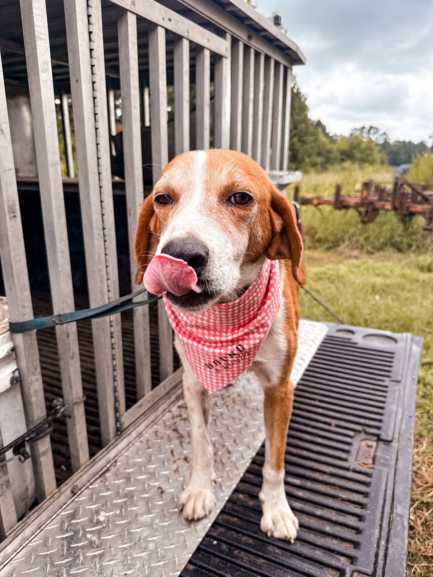 Dog Bandana